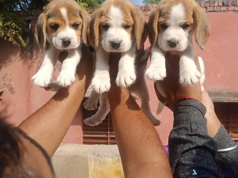 Sweet and friendly Beagle pup in 7300930479