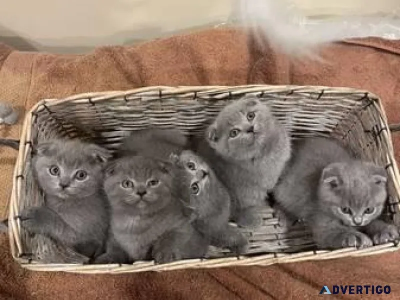 Re Scottish Fold Straight