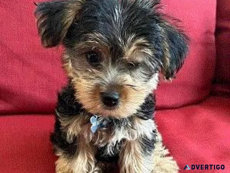 teacup tiny puppies for sale pueblo co