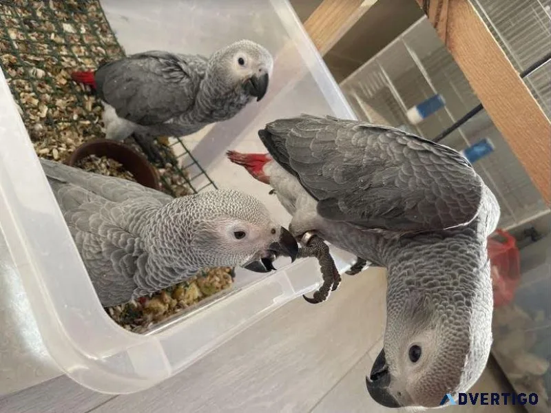 African Grey Parrots for Sale