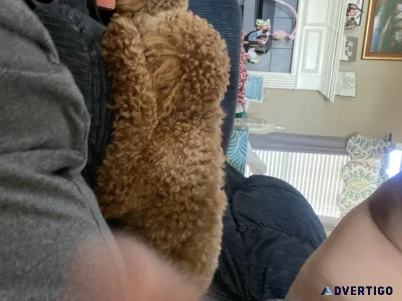 2 mix shitz-poodle