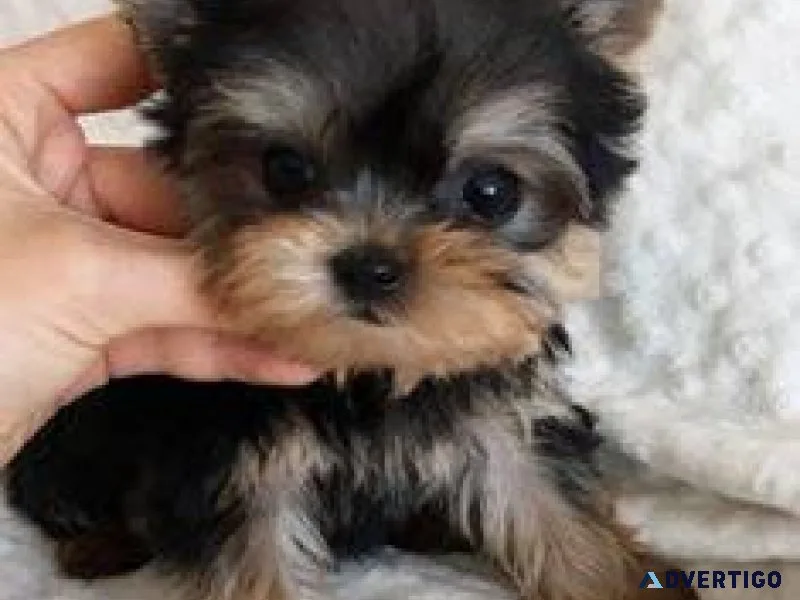 yorkie puppies grand junction co
