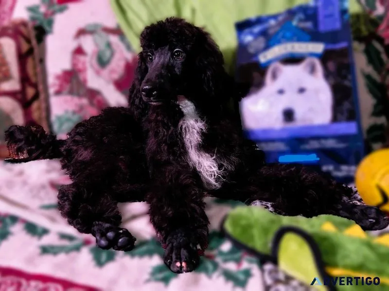 Standard Poodle Puppies-12-8-23
