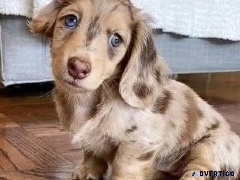 Adorable longshort hair Dachshund