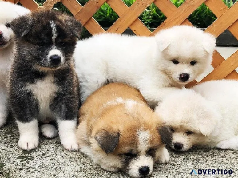 Jovial Akita Puppies