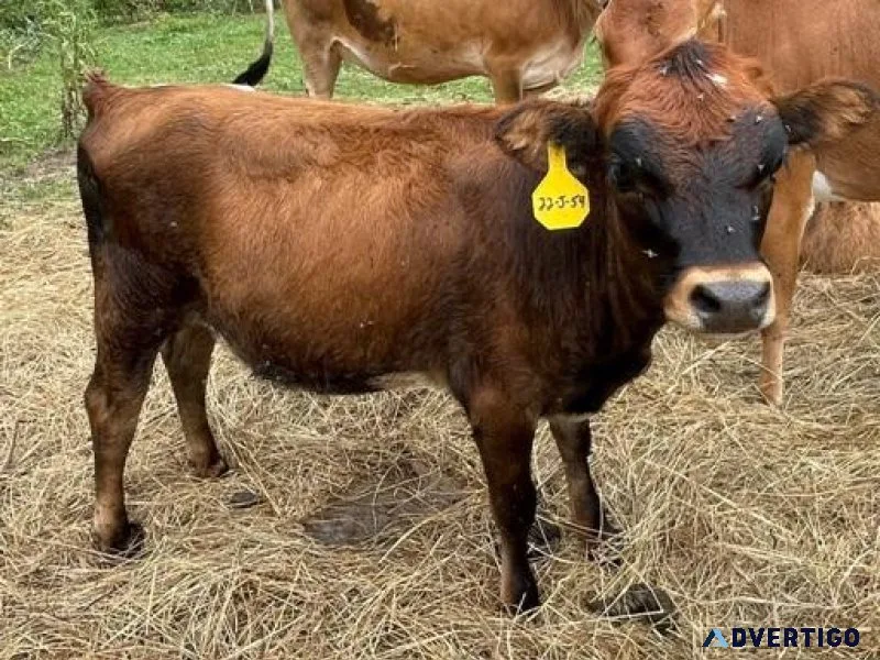 A2A2 mini jersey cross heifer calf