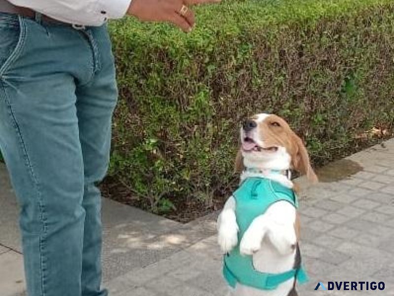 Best Puppy Training in Chennai  Expert Guidance