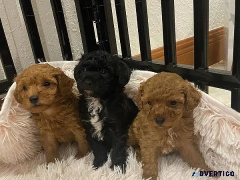 Tcup Poodle Puppies