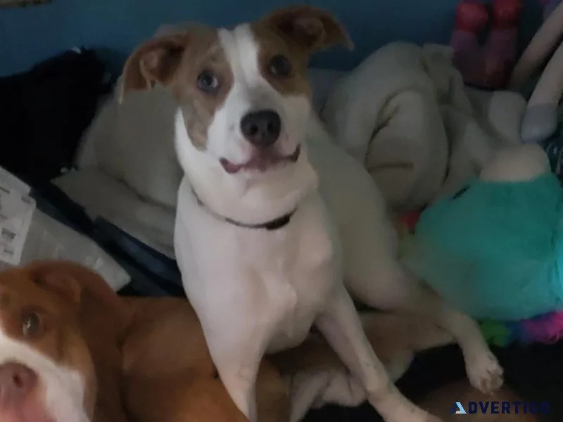 1 yr old Male Pit mix puppy