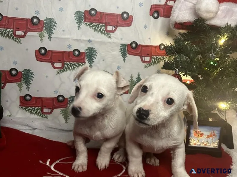 Chiweenie puppies