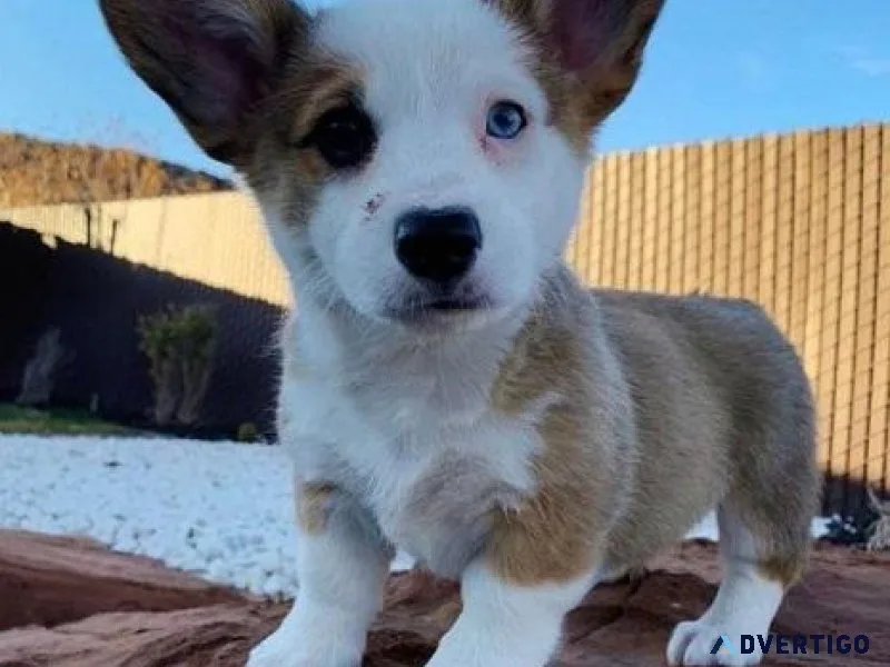 Tri Color Welsh Corgi Pups