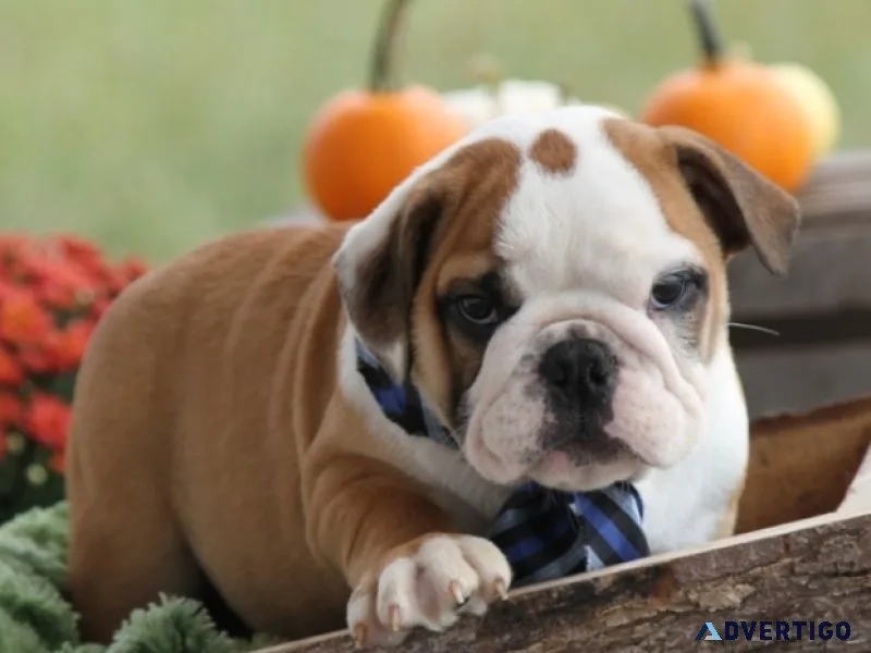 Quality English Bulldog puppies