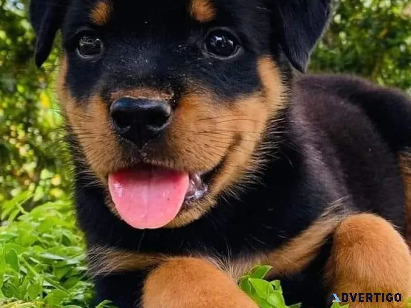Active Rotweiller Puppies