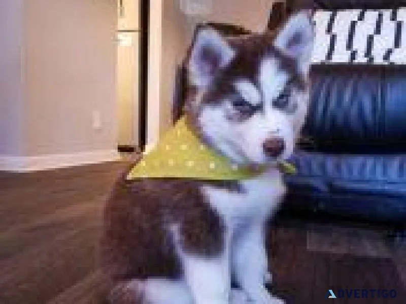 Lovely Siberian Husky Pups