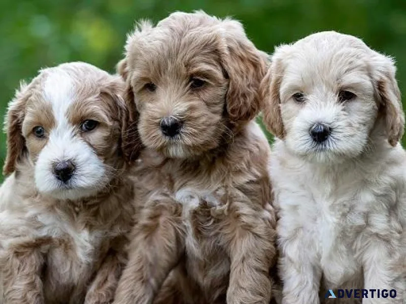 Healthy Labradoodle Pups
