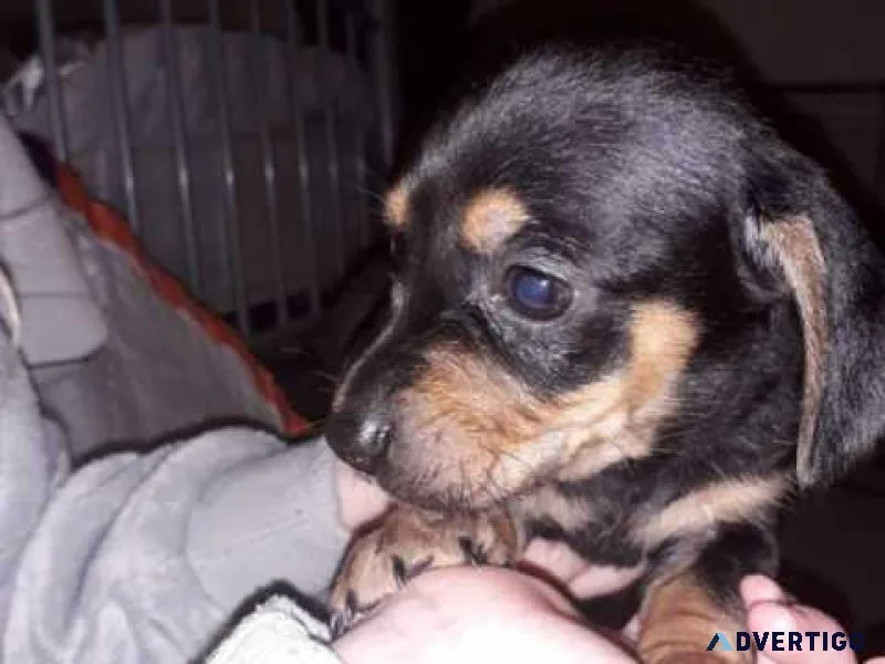 Miniature Dachshund