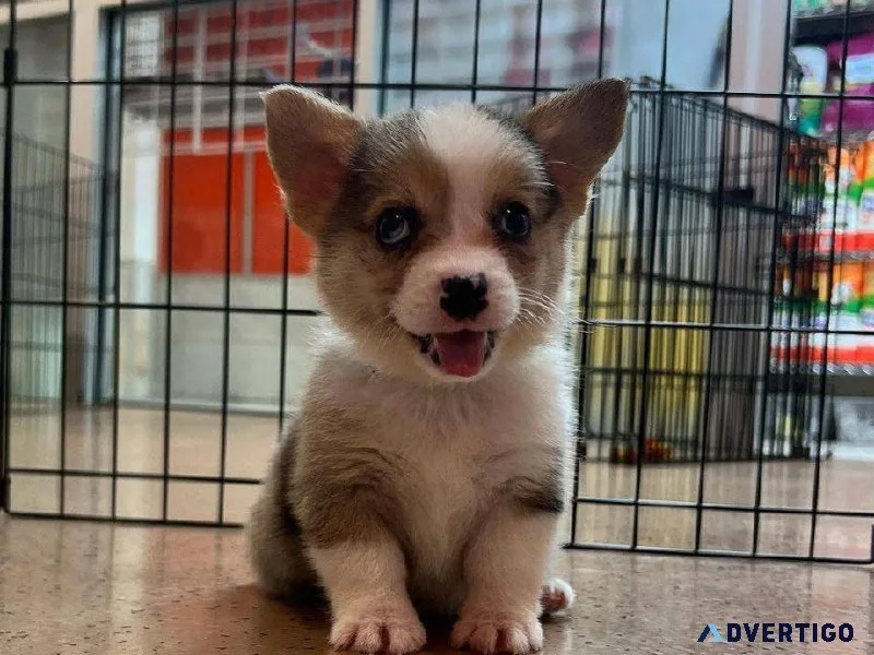 Pembroke Welsh Corgi Puppies to Be Adopted