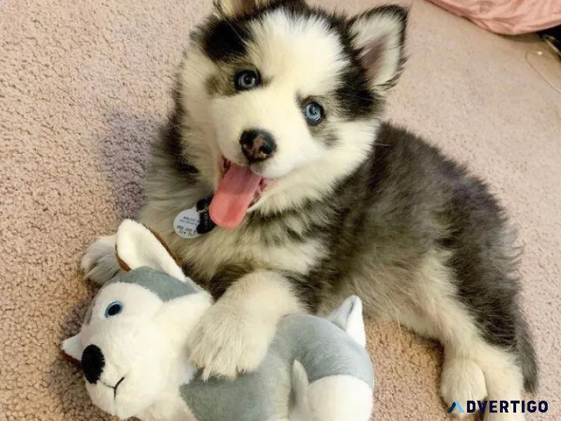 Lovely Pomsky Pups