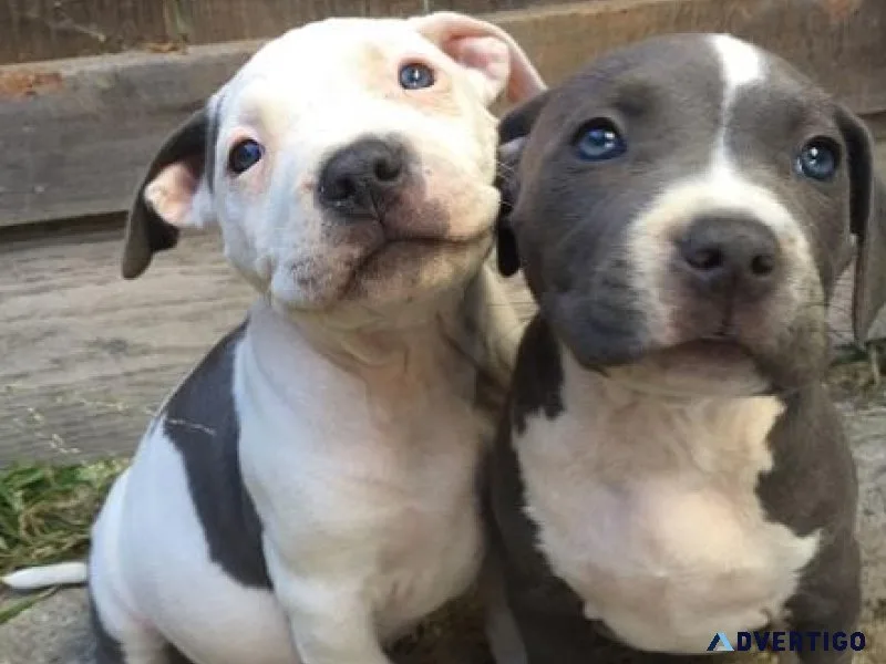 Gorgeous Staffordshire Terrier Pups