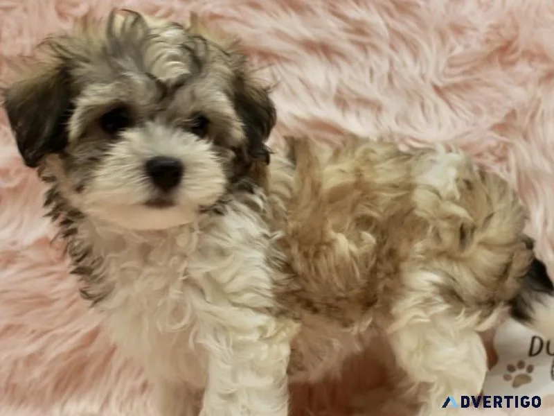 Havenese Puppy