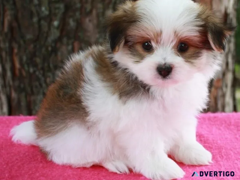 Pomatese Puppy For Sale