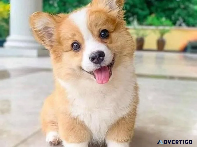 Pembroke Welsh Corgi Puppies