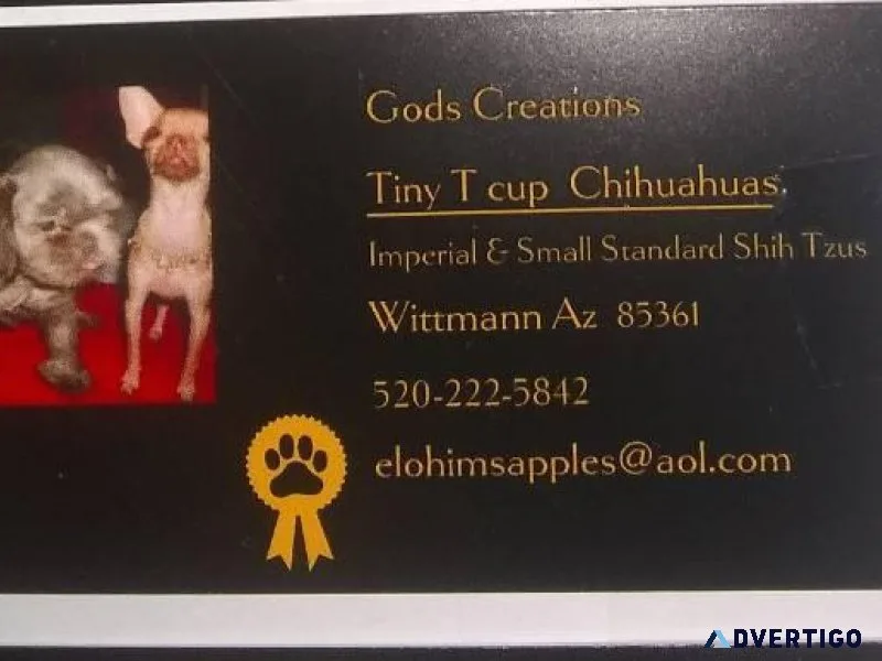 AKC Adult Female Imperial Shih Tzu