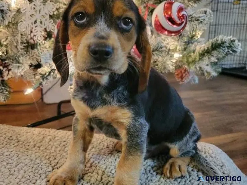 Ckc reg Beagle puppies