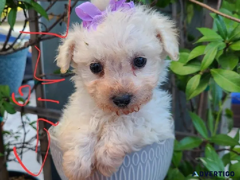 Lovely Maltipoo Puppies