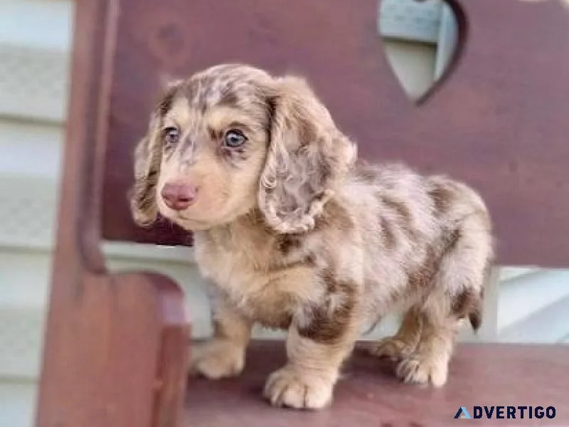 Cute Dachshund Puppies