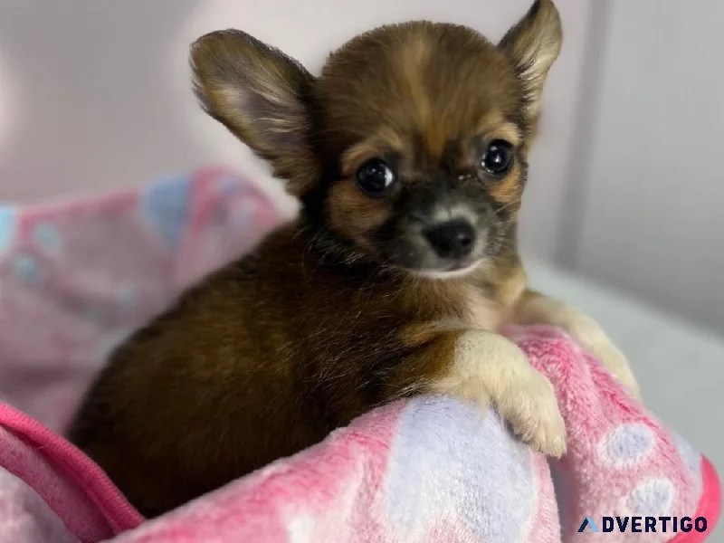 Tiny Chihuahua Puppy