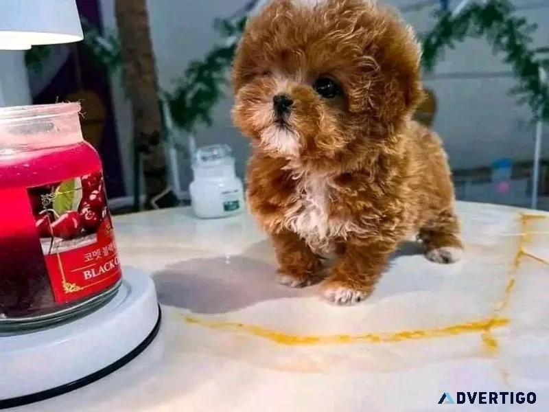 AMazing Cavapoo Puppies