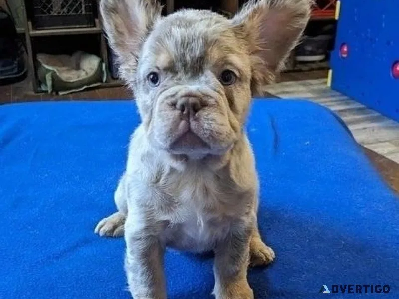 Cute Fluffy French Bulldog Puppies