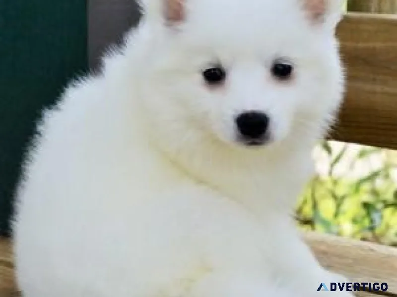 Lovely American Eskimo Pups