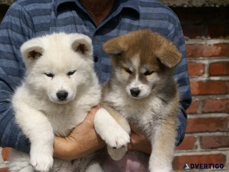 Akita Inu Puppies