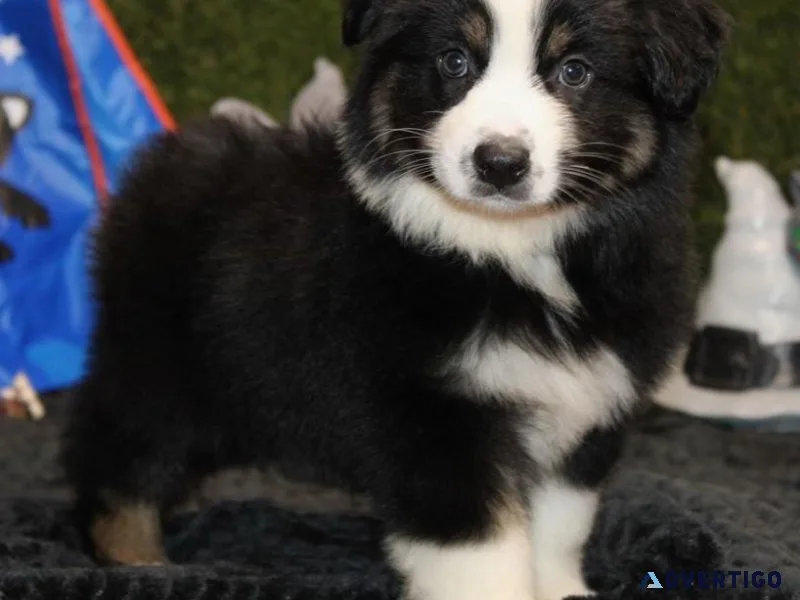 Australia Shepherd Puppy