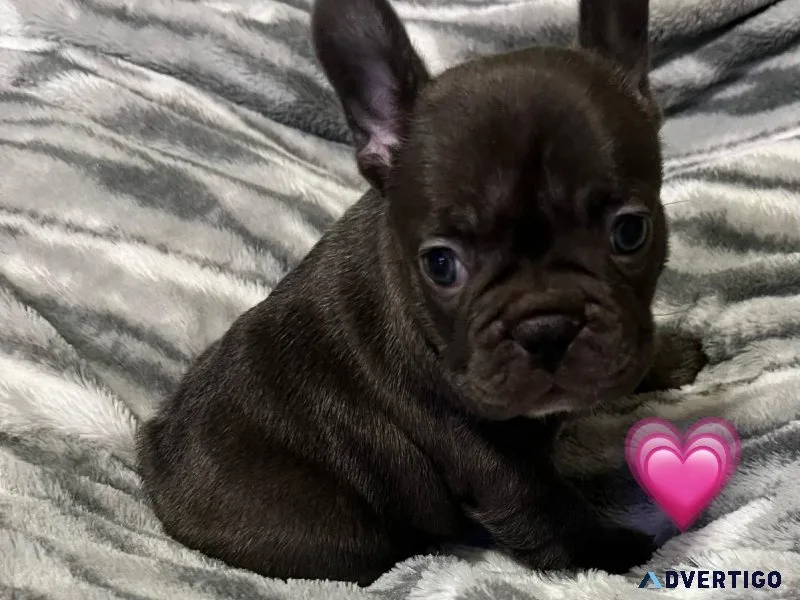 AKC Reg French Bulldog Puppies
