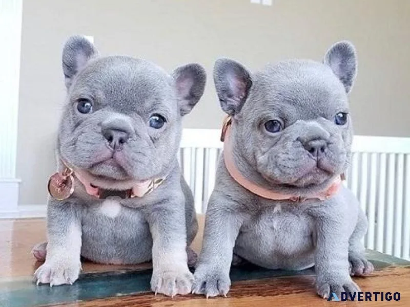 Charming Fluffy Frenchy Pups