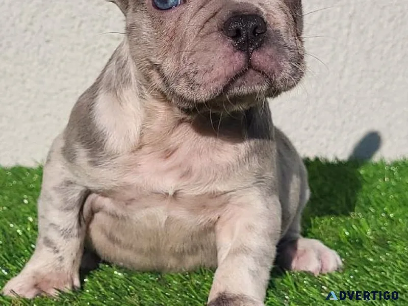 Frenchbulldog