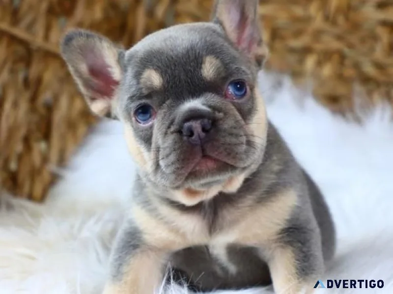 French Bulldog Puppy