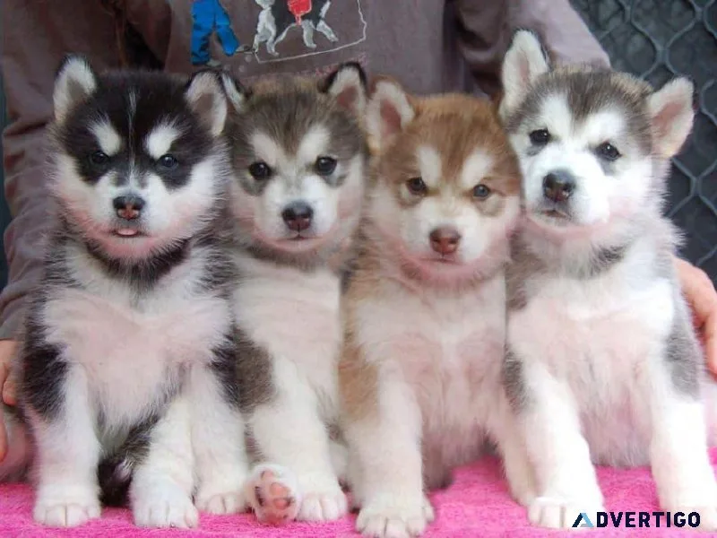 Cute Alaskan Malamute Pups