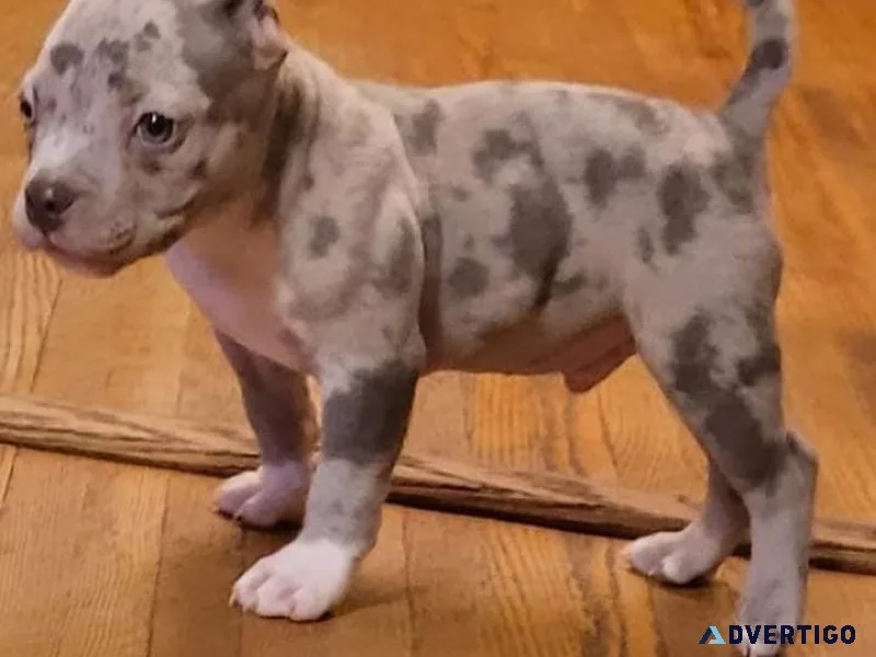 Adorable Pitbull Puppies