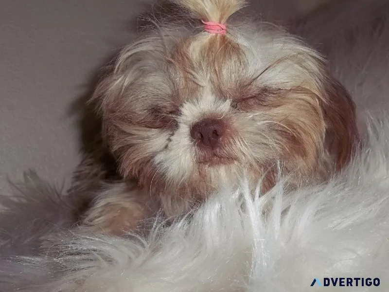 Adult AKC Imperial Female Shihtzu