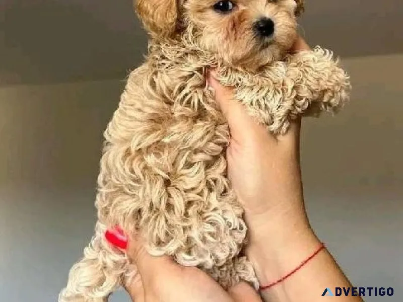 Tcup Poodle Puppies