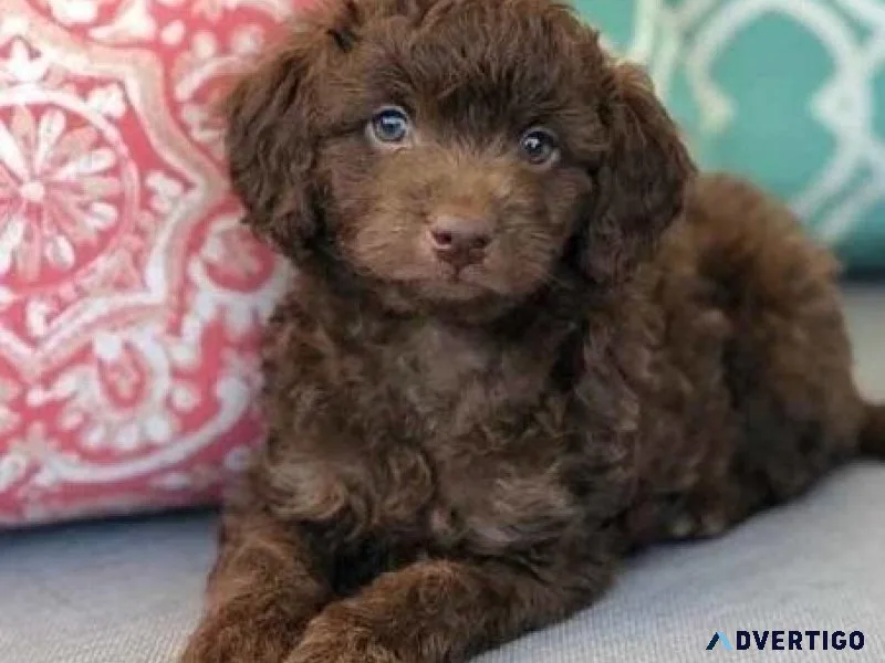 Cute Mini Goldendoodle Pups