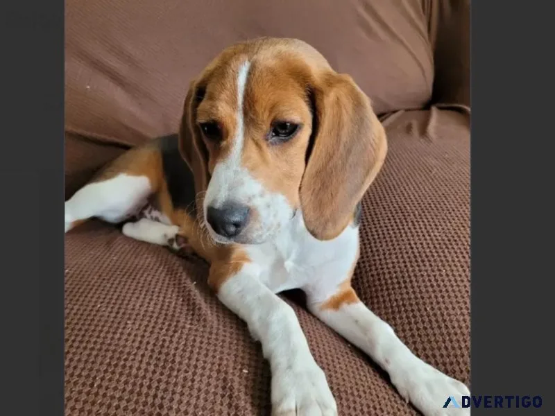 4 Months Old Female Beagle Puppy For Adoption