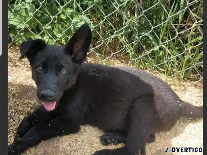 4 Months Old Female Black German Shepherd Pup For Adoption
