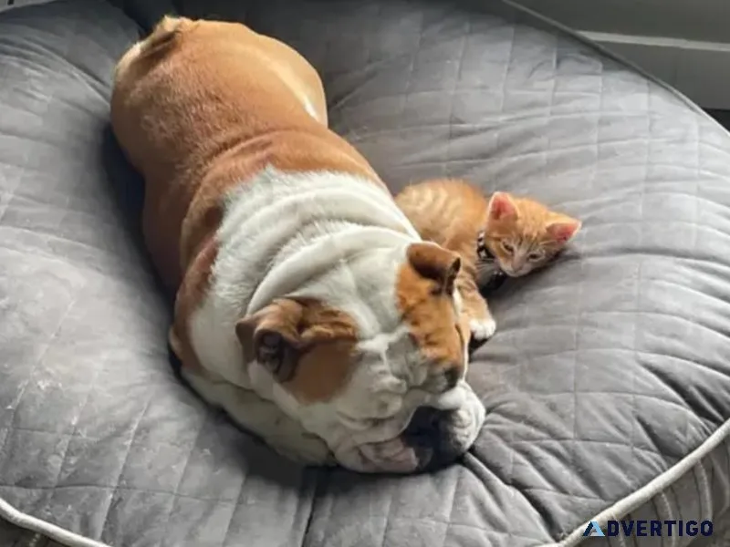 Male English Bulldog Pup For Adoption