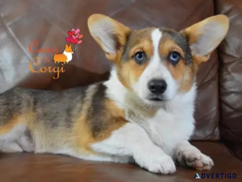 Trained Male Pembroke Welsh Corgi Puppy For Adoption