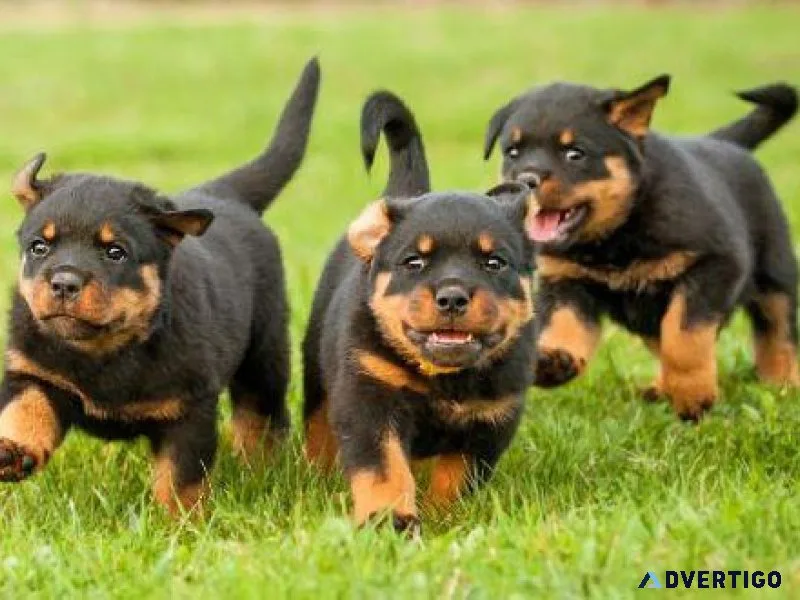 AKC Rottweiler Puppies available